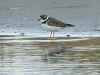 Charadrius collaris
