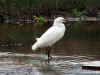 Egretta thula