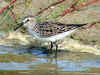 Calidris fuscicollis