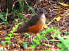 Turdus rufiventris